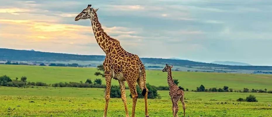 Truyện Bài học từ Hươu cao cổ - Truyện Cổ Tích