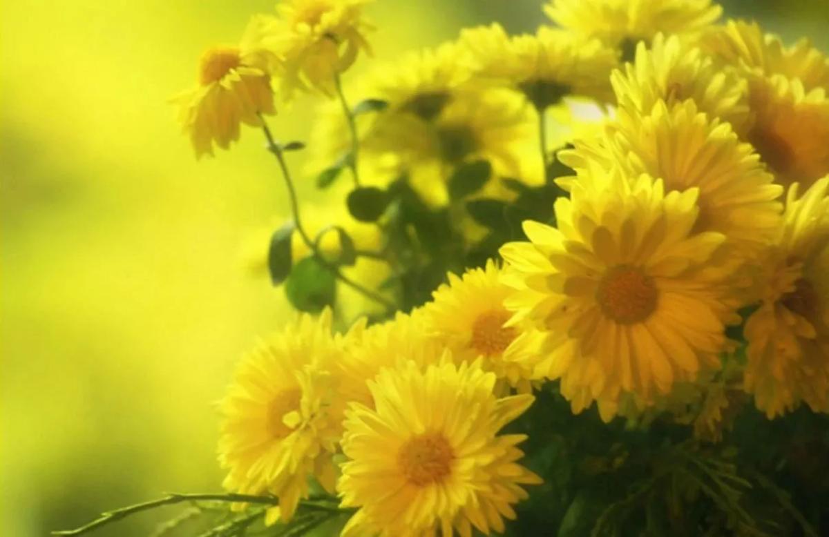 Truyện Bảy cánh hoa vàng - Truyện Cổ Tích