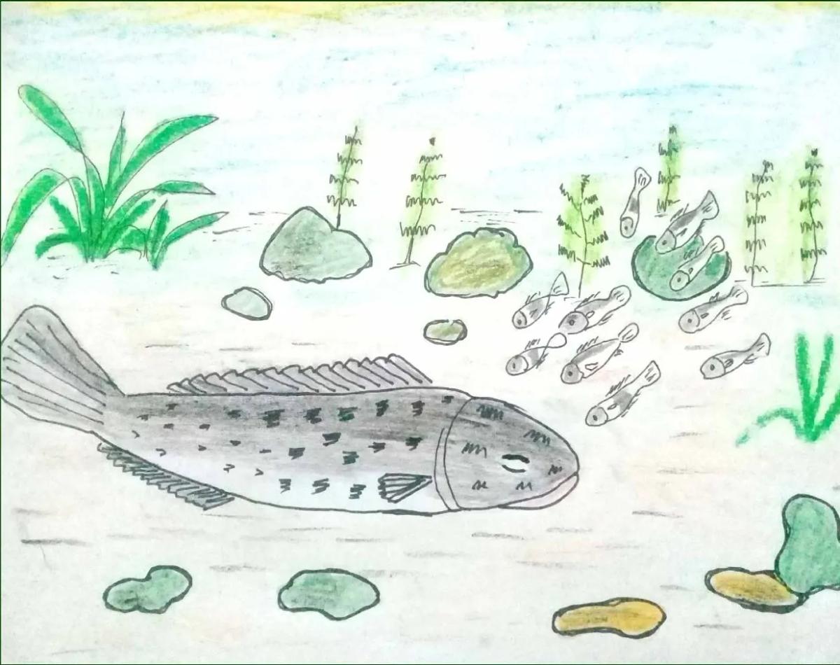 Truyện Cá chuối con - Truyện Cổ Tích