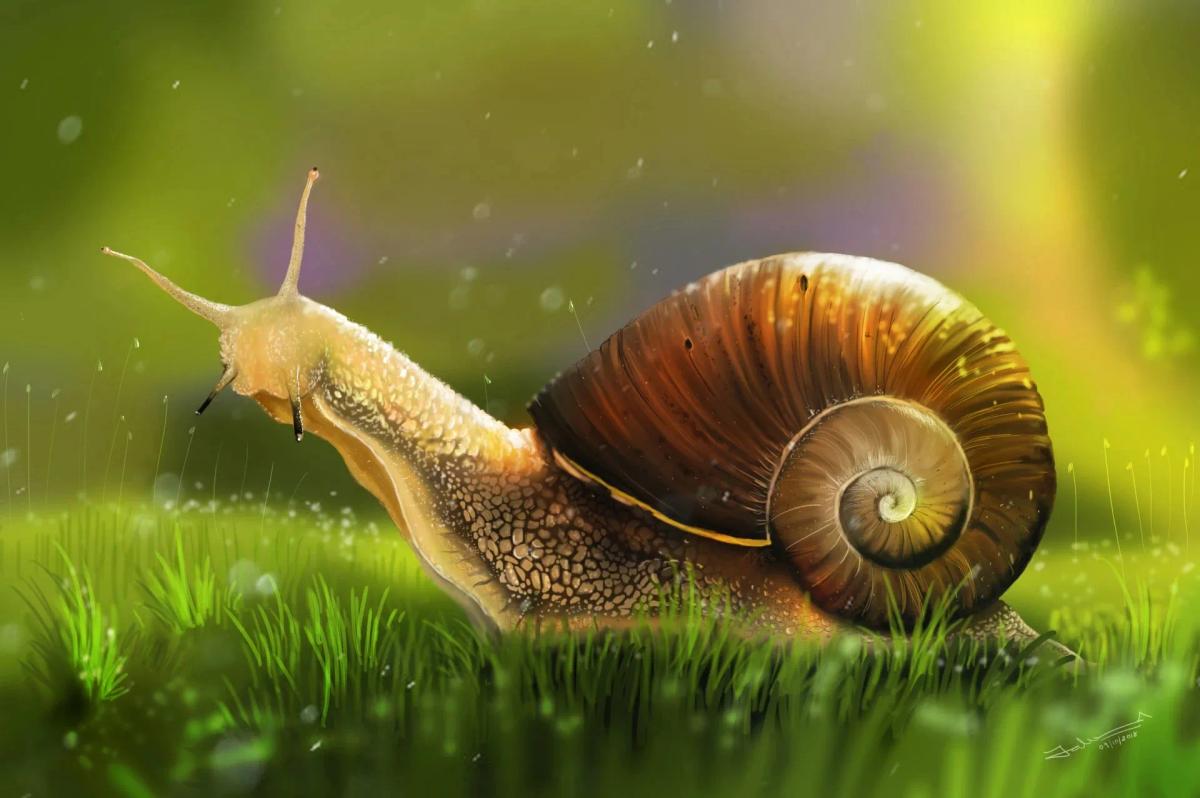 Truyện Câu chuyện vỏ ốc sên - Truyện Cổ Tích