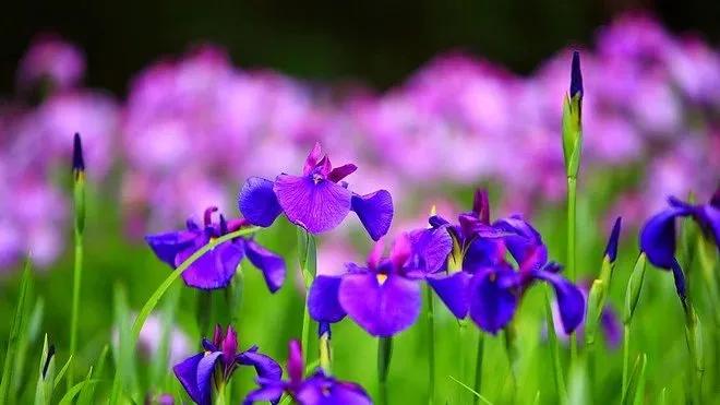 Truyện Câu thần chú - Truyện Cổ Tích