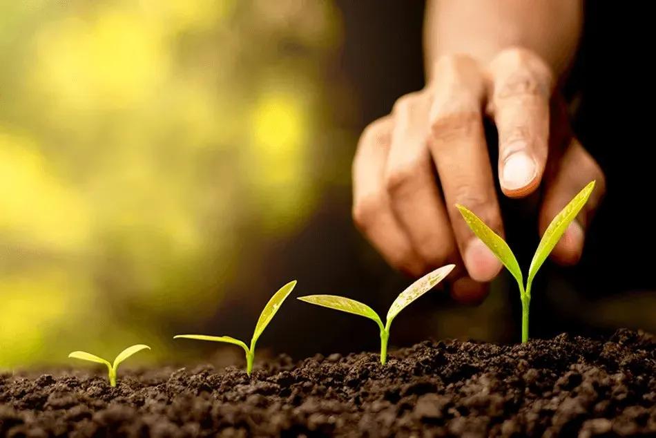 Truyện Cây giữ phiền muộn - Truyện Cổ Tích