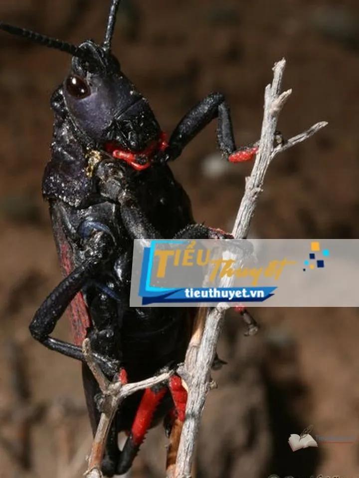 Truyện Châu chấu đỏ - Mạc Ng&ocirc;n