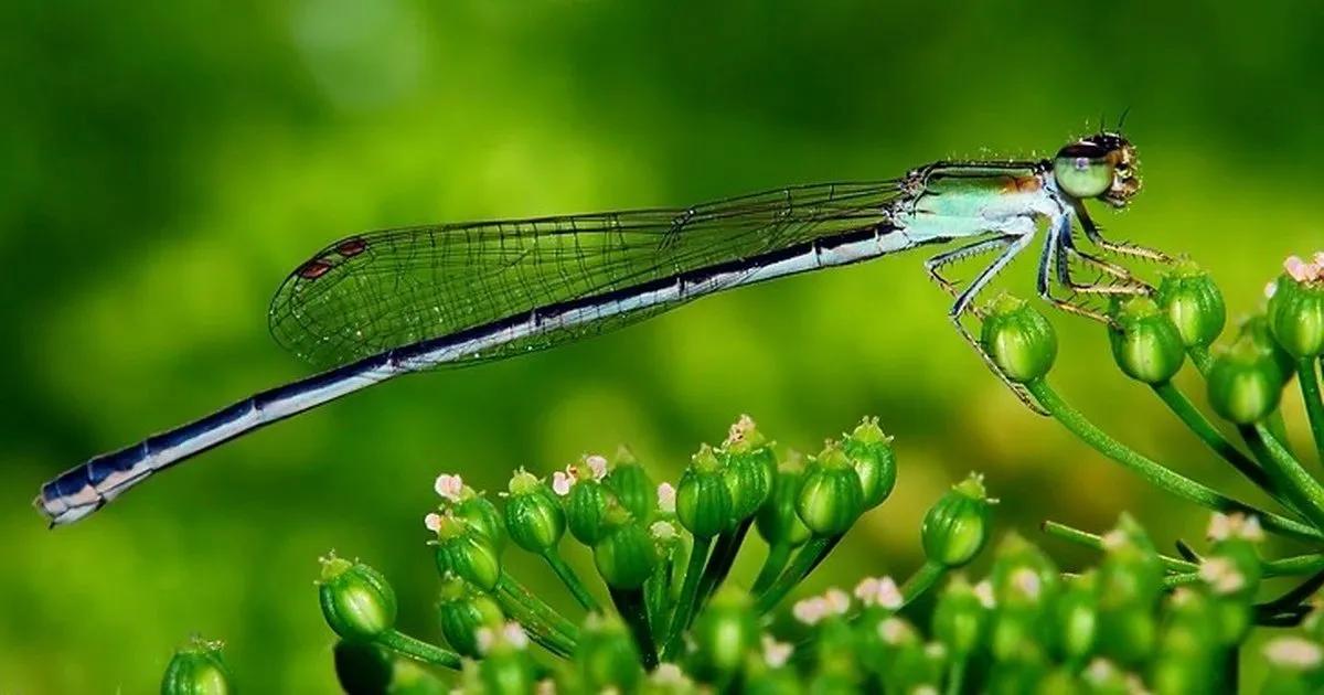 Truyện Có cánh chuồn nào trên vai em không? - Truyện Cổ Tích