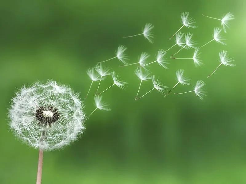 Truyện Cuộc phiêu lưu của bồ công anh - Truyện Cổ Tích