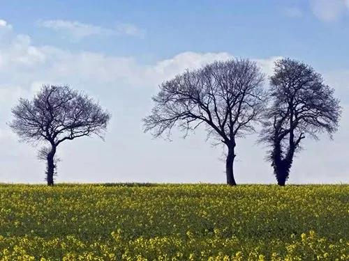 Điều ước của 3 cây cổ thụ