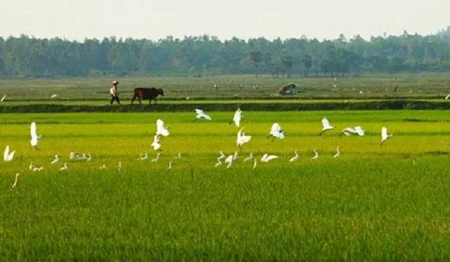 Truyện Hai hạt lúa - Truyện Cổ Tích