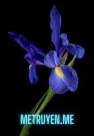 Truyện Hoa Diên Vĩ Năm Xưa - Ngữ Phong