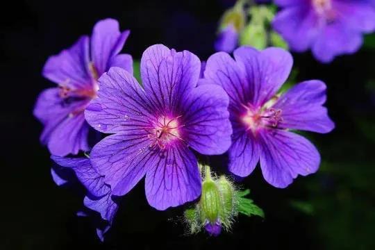 Truyện Khát vọng của nàng Violet - Truyện Cổ Tích