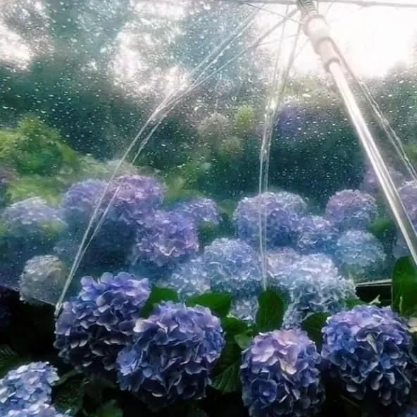 Truyện Khóm Cẩm Tú Cầu Không Còn Nở - Ynzhang