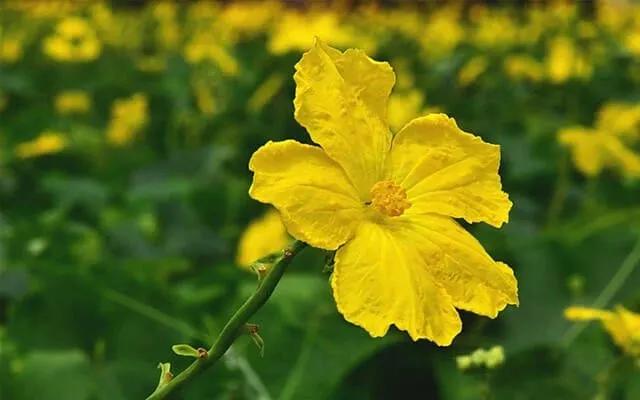 Truyện Nếu tôi biết rằng.. - Truyện Cổ Tích