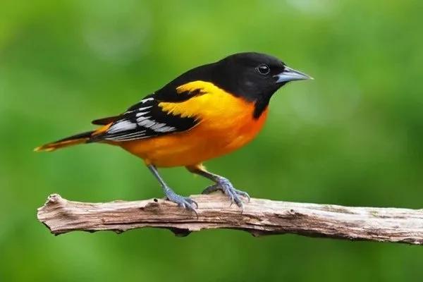 Truyện Sao phải đợi? - Truyện Cổ Tích