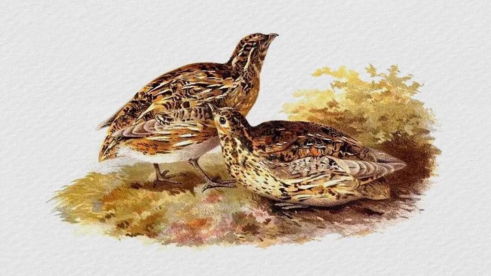 Truyện Sự tích chim đa đa - Truyện Cổ Tích