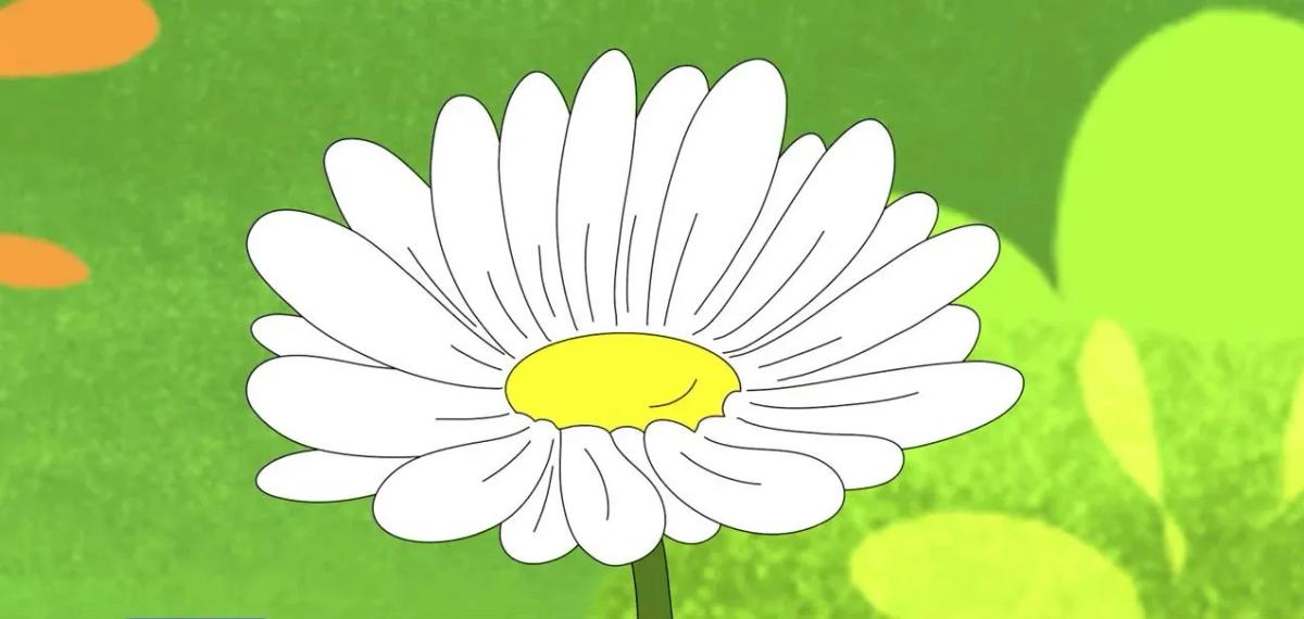 Sự tích hoa cúc tây