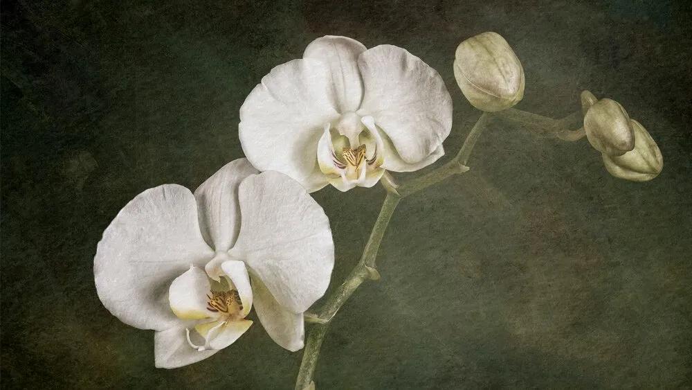 Truyện Sự tích hoa Phong Lan - Truyện Cổ Tích