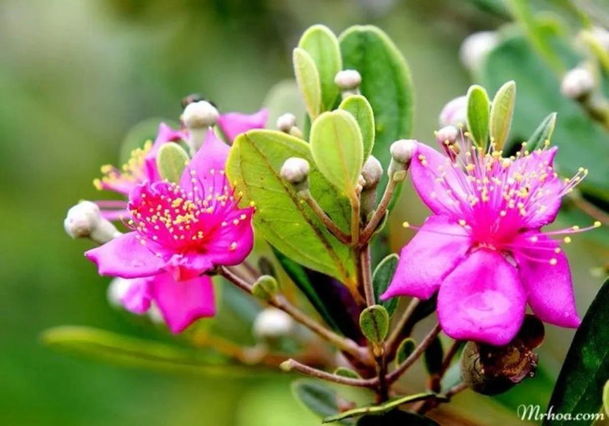 Truyện Sự tích hoa Sim và hoa Mua - Truyện Cổ Tích