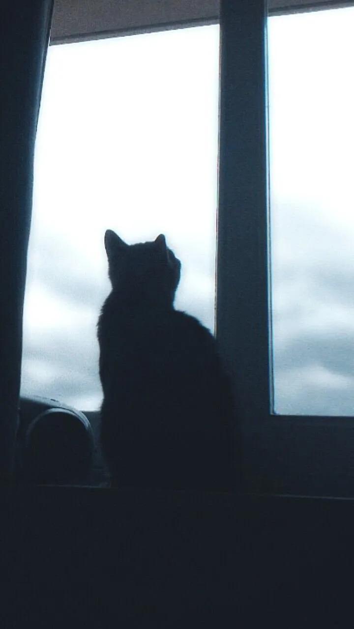 Truyện Tặc miêu - Thiên Hạ Bá Xướng