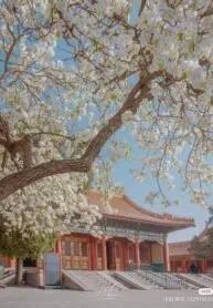 Truyện Thâm Cung Nội Chiến - Quả xoài thêm sữa