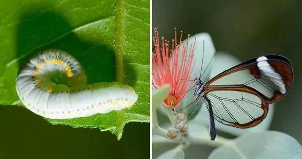 Truyện Thông minh, mạnh mẽ, ngu ngốc và may mắn - Truyện Cổ Tích