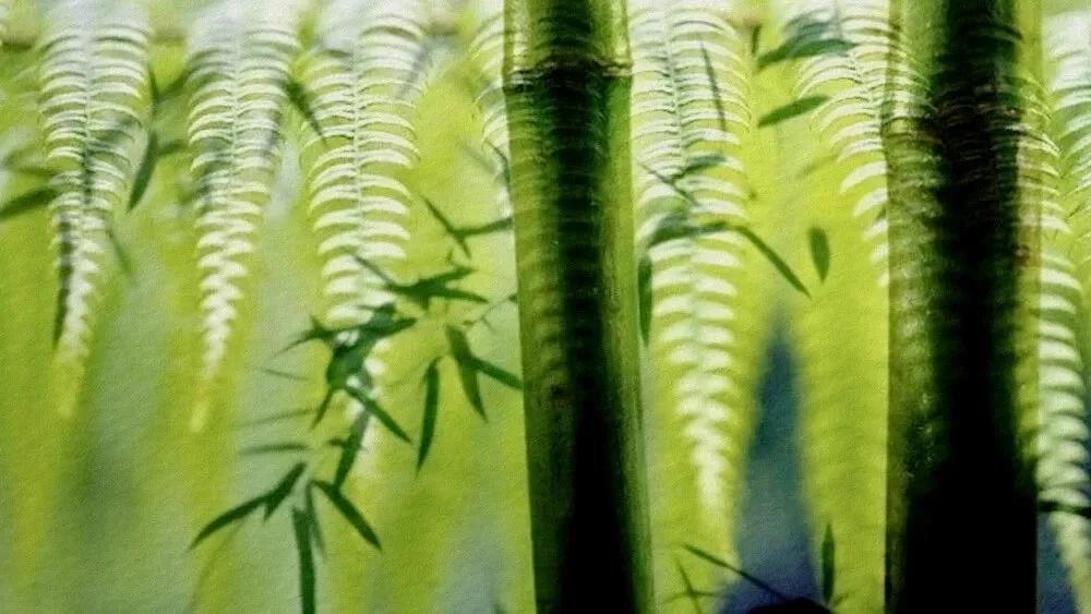 Tre và dương xỉ