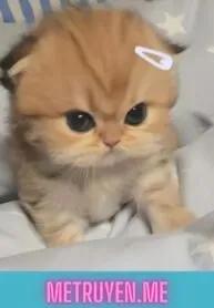 Truyện Trừng Phạt - Đao lão đại không thể nào tưởng tượng được