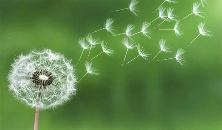 Ước mơ bình thường