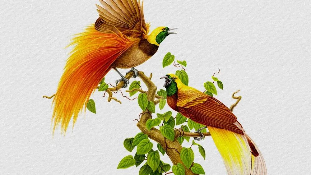 Truyện Bộ lông rực rỡ của chim thiên đường - Truyện Cổ Tích