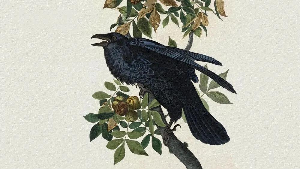 Truyện Chim Khách và Quạ - Truyện Cổ Tích