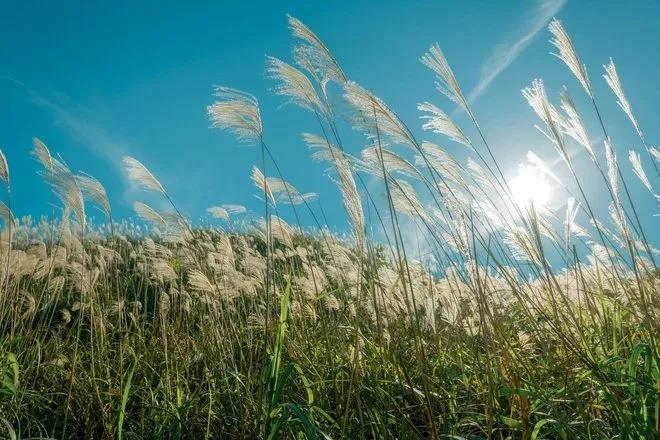 Truyện Chim lưu lá (Hay là sự tích cây Bông Lau) - Truyện Cổ Tích