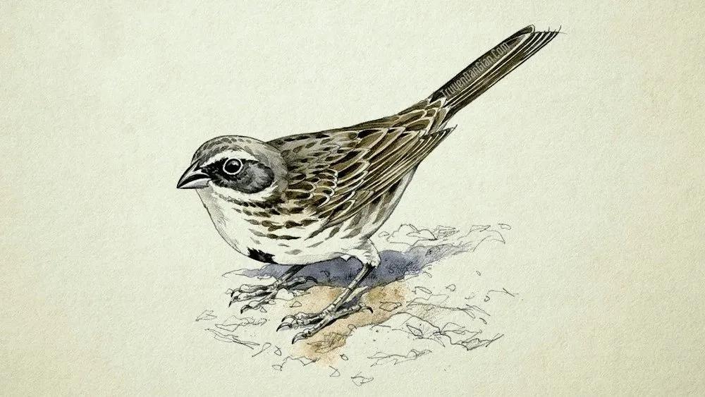 Truyện Chim Sơn Ca và Cu Cu - Truyện Cổ Tích