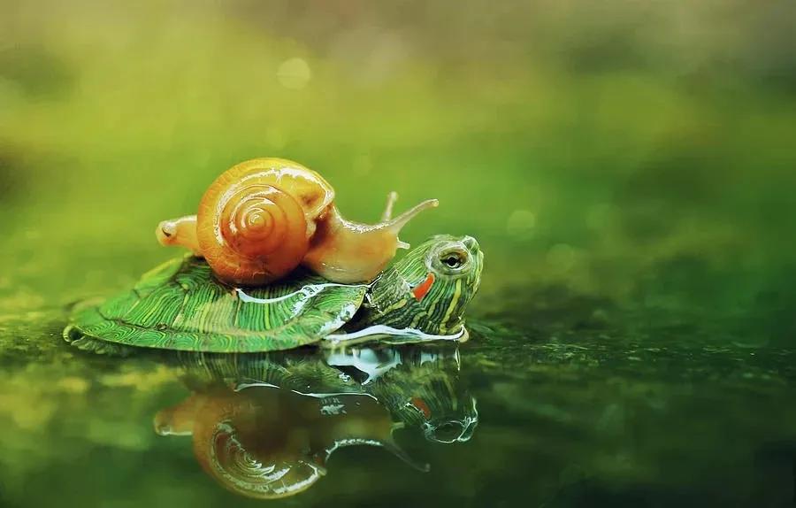 Truyện Chuyện nhà Rùa - Truyện Cổ Tích