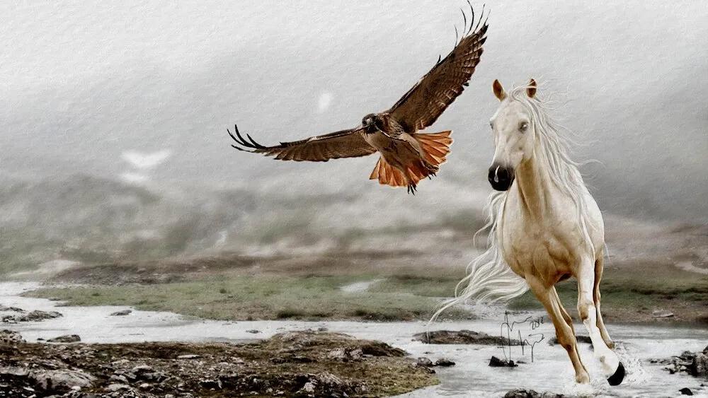 Truyện Đôi cánh của ngựa trắng - Truyện Cổ Tích