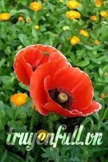 Truyện Gửi Anh – Chàng Trai Giống Cánh Đồng Hoa Anh Túc - MAR