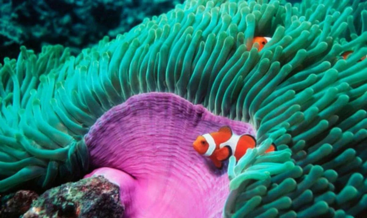 Truyện Hai người bạn tốt - Truyện Cổ Tích