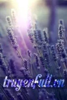 Truyện Hoa Oải Hương - Rùa biết bay