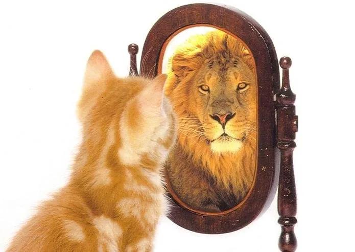 Truyện Mèo lại hoàn mèo - Truyện Cổ Tích