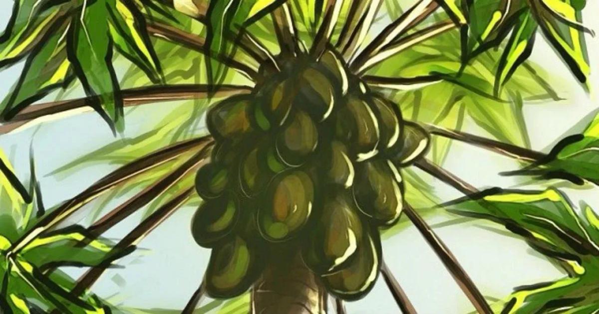 Truyện Sự tích cây Đu Đủ - Truyện Cổ Tích