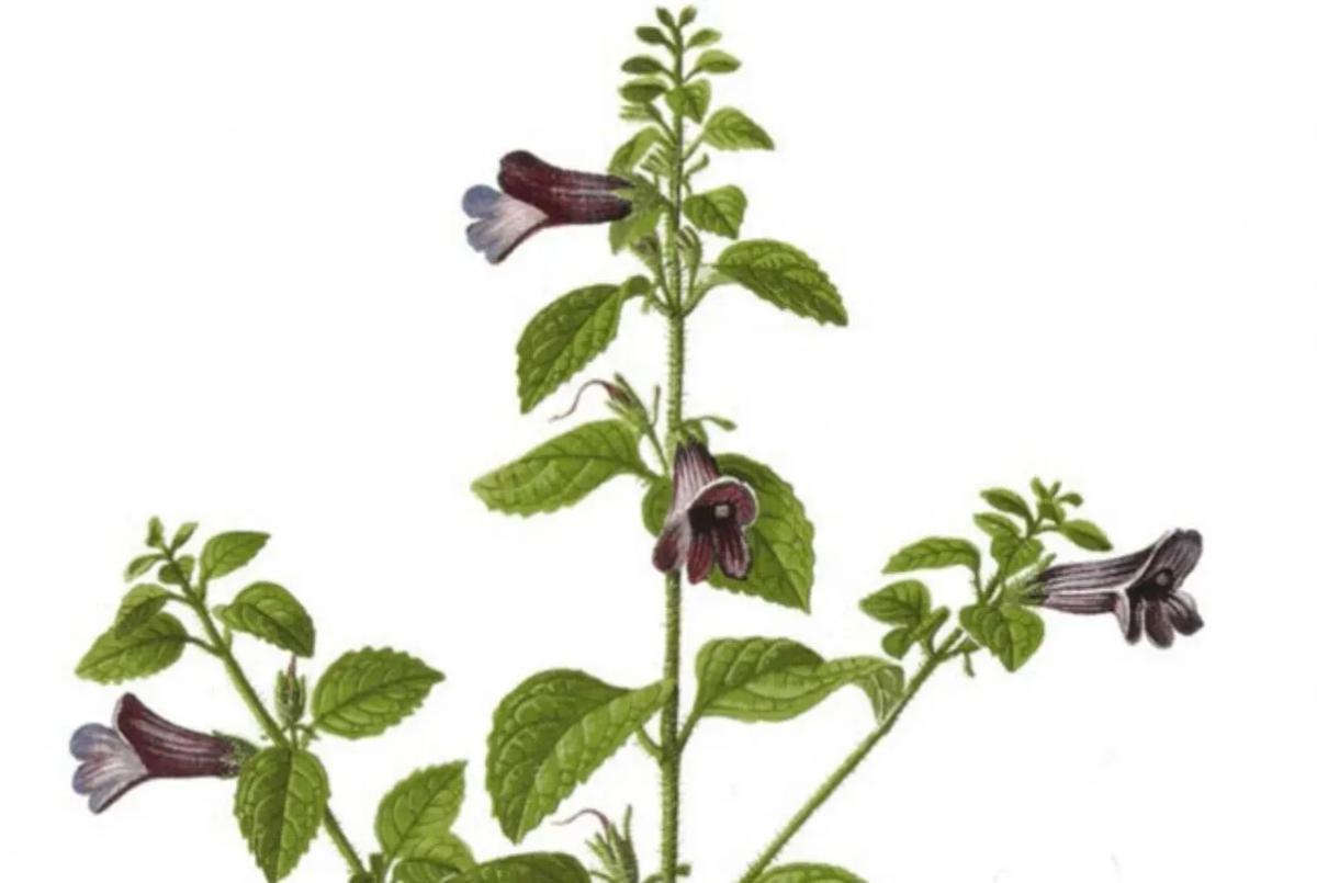 Truyện Sự tích cây nhân trần - Truyện Cổ Tích