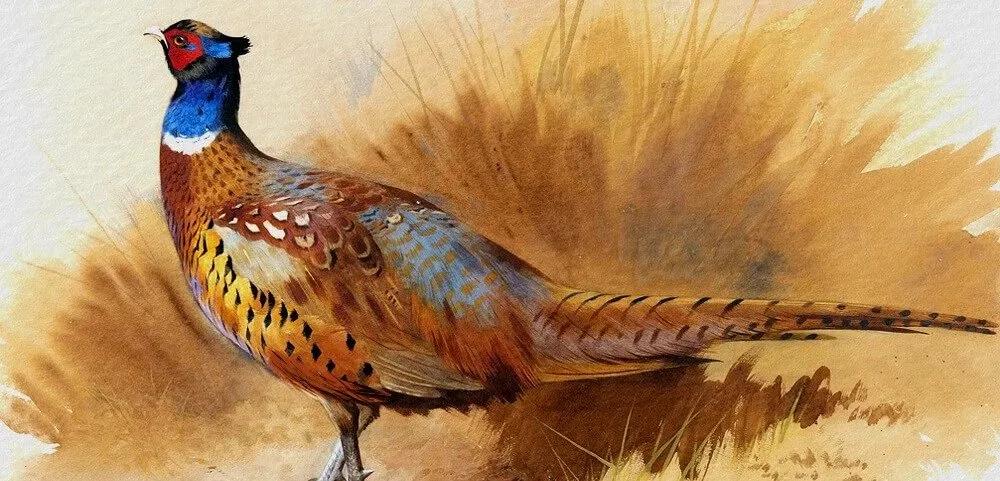 Truyện Sự tích chim Trĩ bới mộ - Truyện Cổ Tích