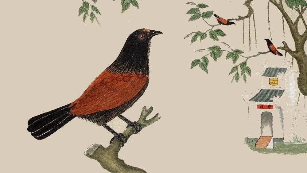 Truyện Sự tích con Bìm Bịp - Truyện Cổ Tích