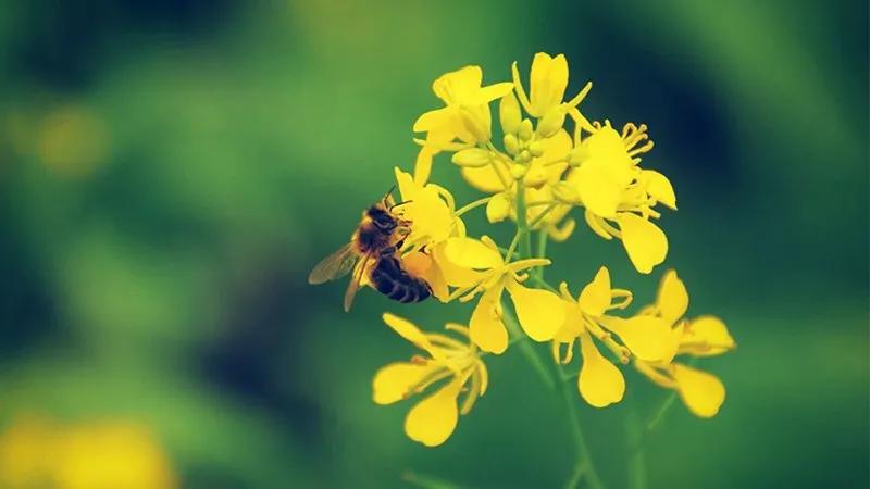 Truyện Sự tích hoa Cải Vàng - Truyện Cổ Tích