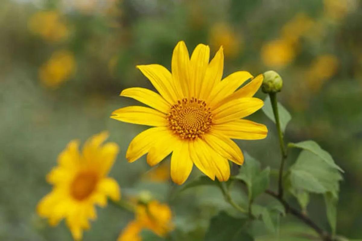 Truyện Sự tích hoa Dã Quỳ - Truyện Cổ Tích