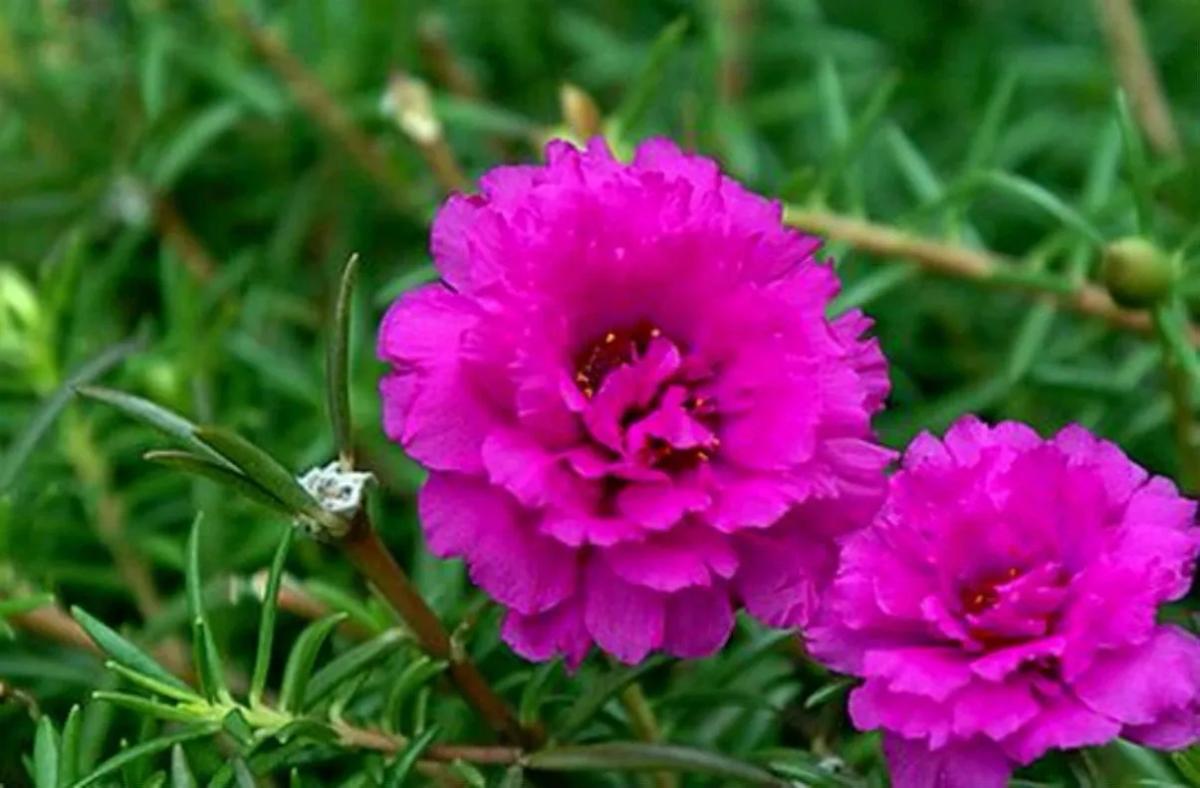 Truyện Sự tích hoa mười giờ - Truyện Cổ Tích