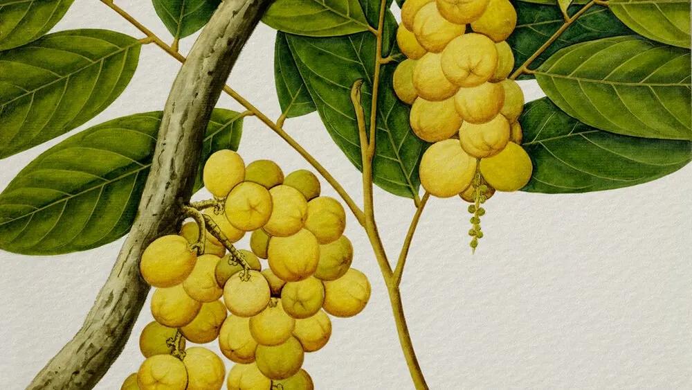 Truyện Sự tích quả Loòng Boong - Truyện Cổ Tích