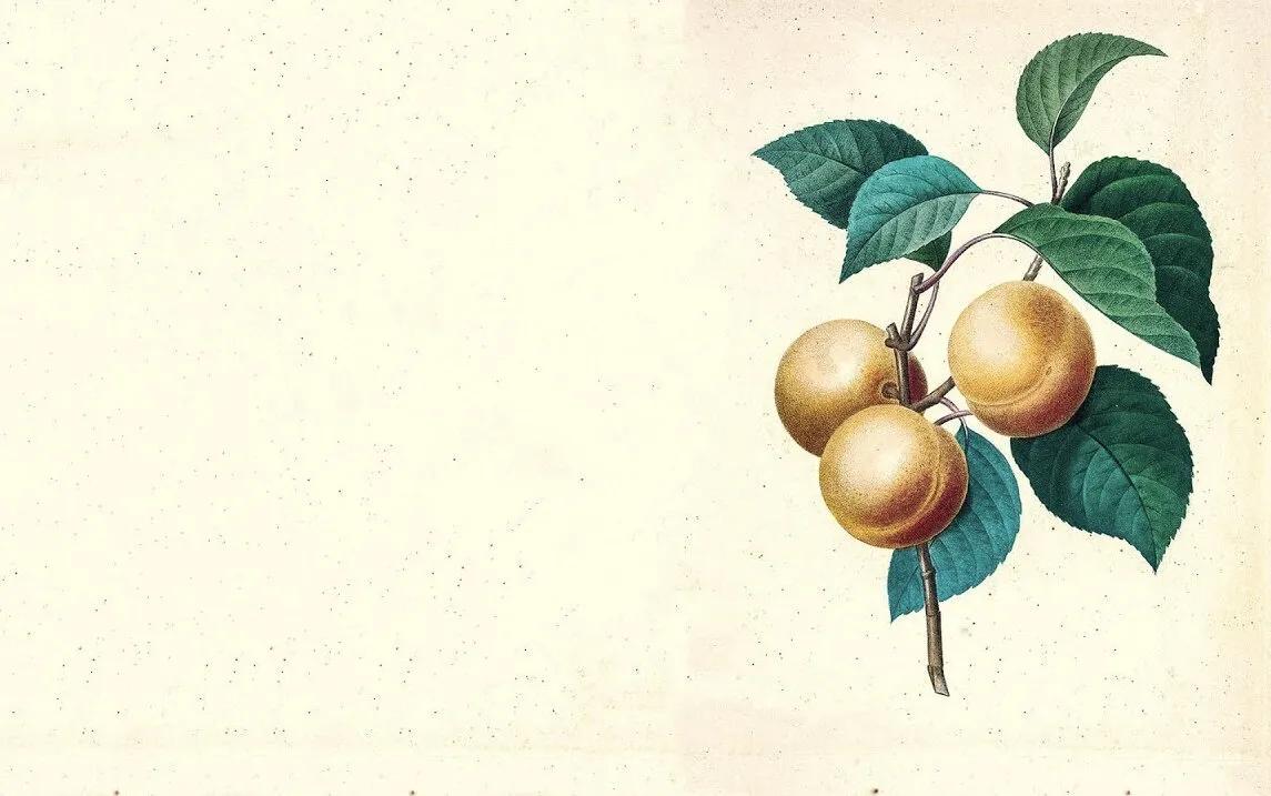 Truyện Sự tích quả Mơ - Truyện Cổ Tích