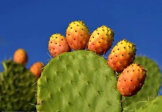 Truyện Sức sống của cây xương rồng - Truyện Cổ Tích