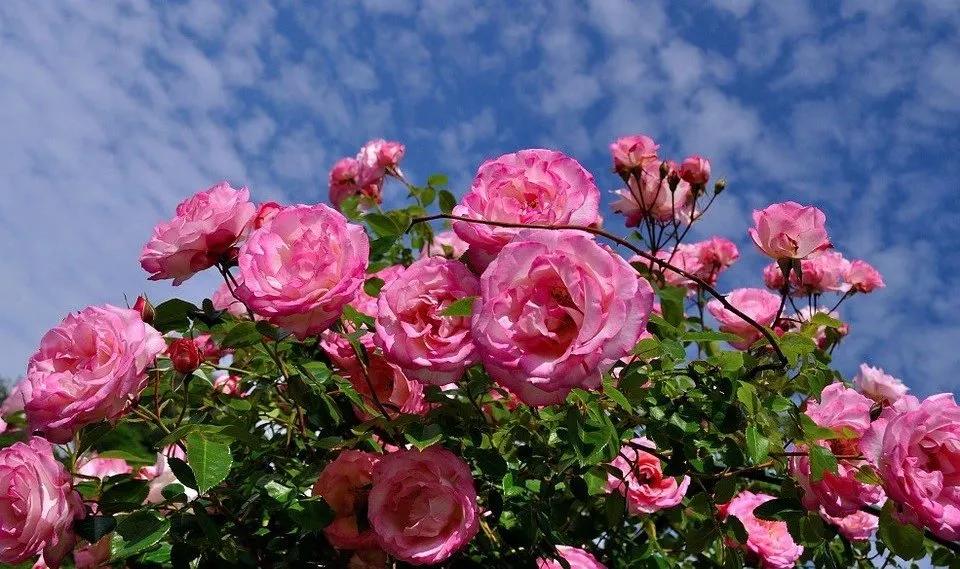 Truyện Thì em vẫn biết tình yêu là mong manh… - Truyện Cổ Tích