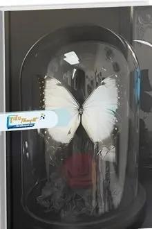 Truyện Thiếu Nữ Mặc Váy Hoa Nhí Trong Lồng Giam - Nam Già Ba Ngõa Ngộ Kiến Á Đinh