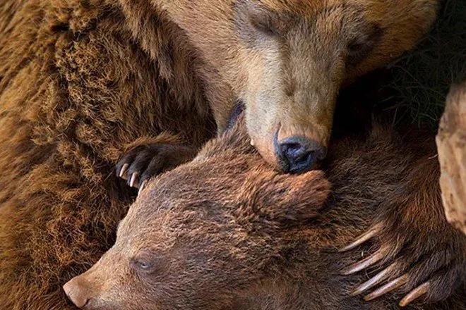 Truyện Xúc động 20 năm bị mặc áo sắt rút mật, gấu mẹ giết gấu con rồi tự tử - Truyện Cổ Tích