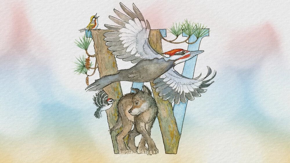 Truyện Bác sĩ Gõ Kiến - Truyện Cổ Tích